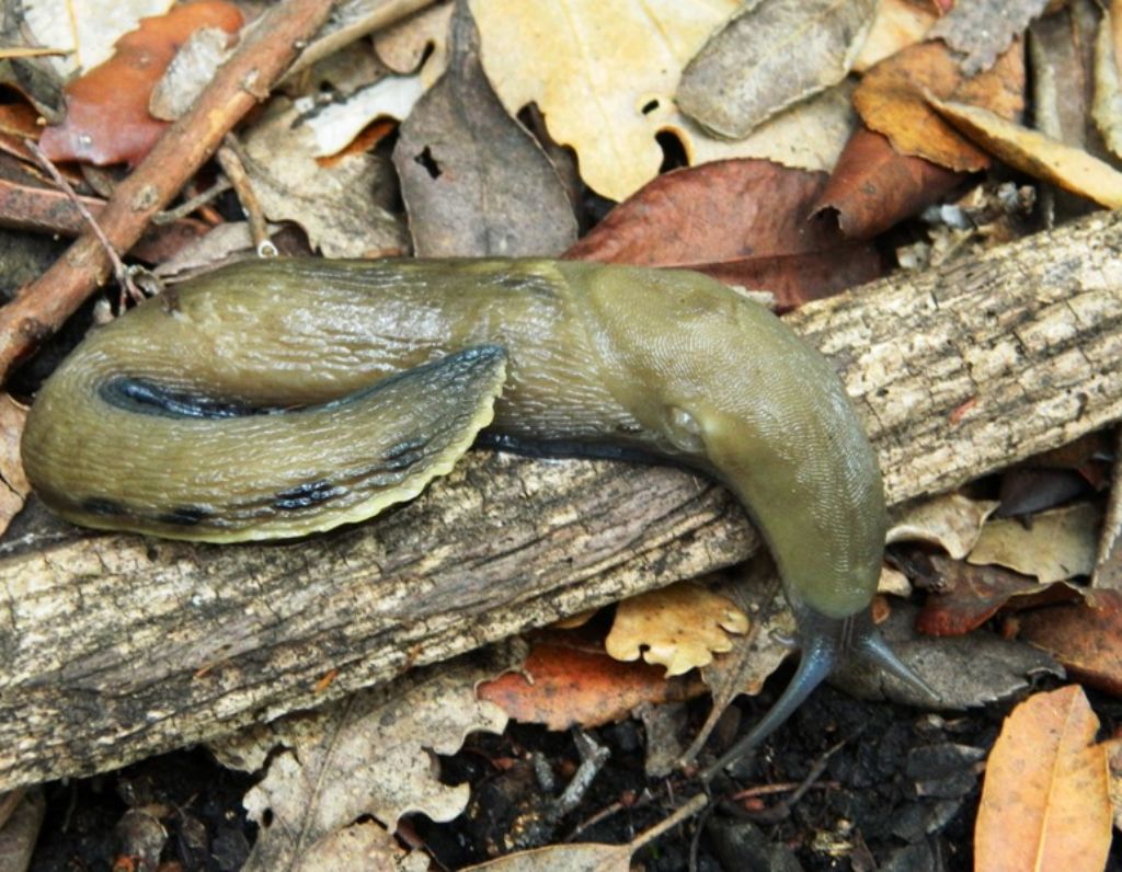 Limax aldrovandi Moquin-Tandon 1855 da Fosdinovo (MS)